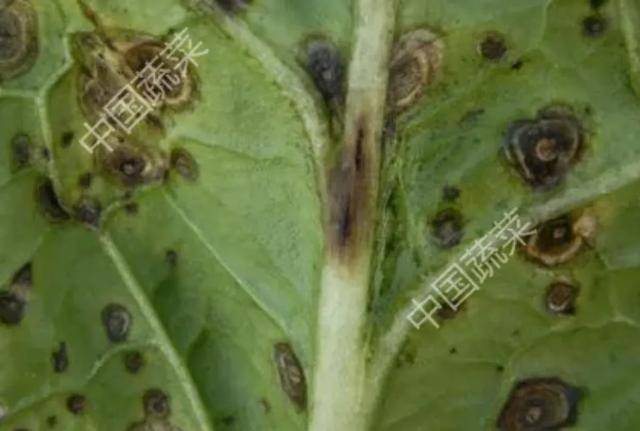 大白菜上洗不掉的“黑点”到底是什么？能吃吗？一文了解